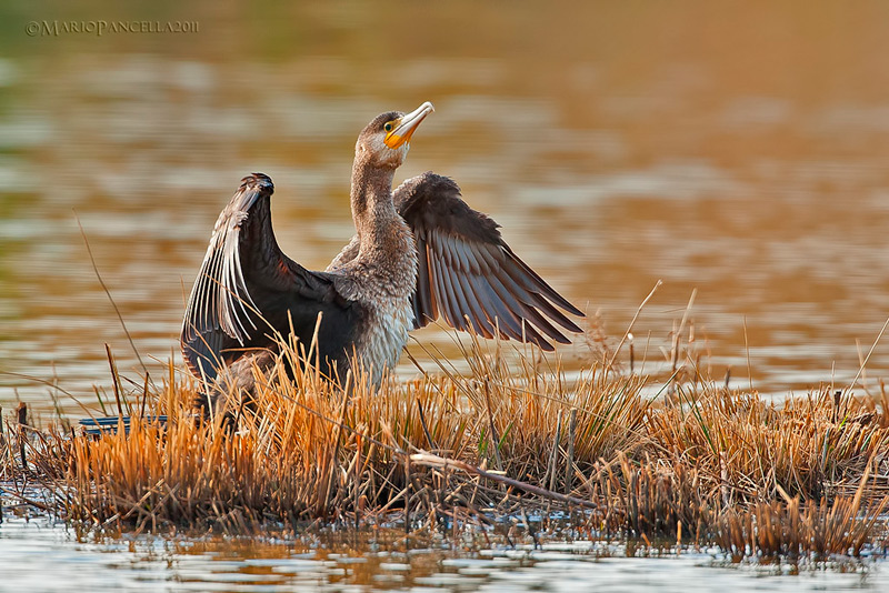 CORMORANO